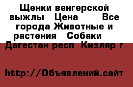 Щенки венгерской выжлы › Цена ­ 1 - Все города Животные и растения » Собаки   . Дагестан респ.,Кизляр г.